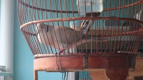 Graceful bird Stock Footage 254049849