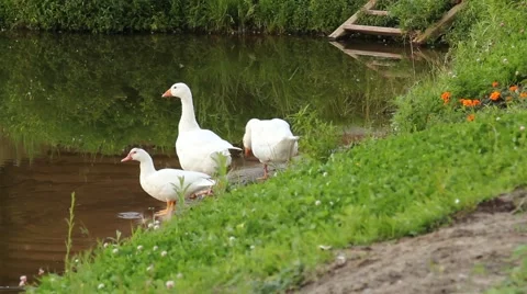 The graceful birds Stock Footage 53293307