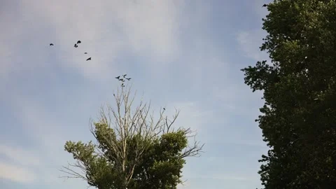 Graceful Black Crows Circling Above Green Trees During a Bright Morning Sky Stock Footage 343490199