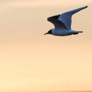 Graceful Black Headed Gull in flight Stock Photos