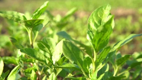 Graceful Blades: Grass Swaying in the Wind Stock Footage 70685688