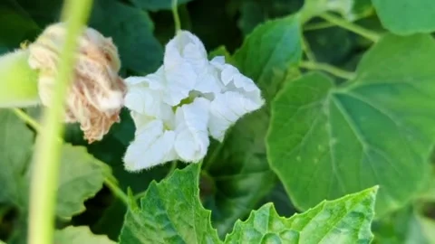 "Graceful Bloom: The Delicate Flower of the Bottle Gourd Plant" Stock Footage 303427729