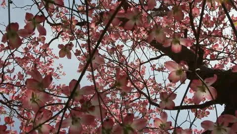 Graceful blooming dogwood Stock Footage 11019745