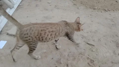 Graceful Cat Walking in Smooth Slow Motion Stock Footage 346427831