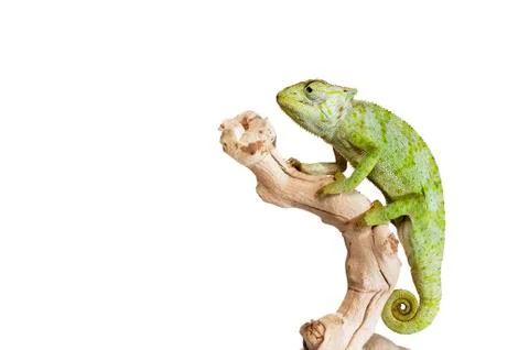 Graceful chameleon Stock Photos