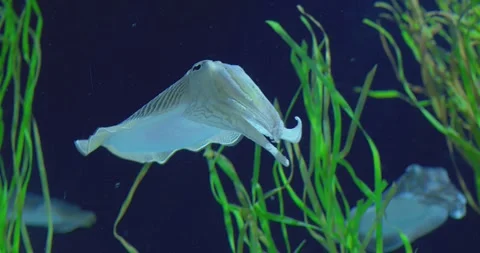 Graceful common cuttlefish navigating verdant seaweed, revealing intricate Stock Footage 306501615