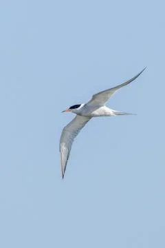 Graceful Common Tern in flight over Bull Island, Dublin. Feeds on small fish, Stock Photos