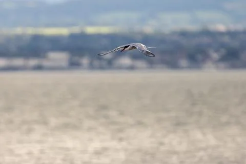 Graceful Common Tern in flight over Bull Island, Dublin. Feeds on small fish, Foto stock