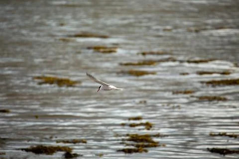 Graceful Common Tern in flight over Bull Island, Dublin. Feeds on small fish, Foto stock