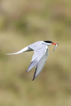 Graceful Common Tern in flight over Bull Island, Dublin. Feeds on small fish, Foto stock