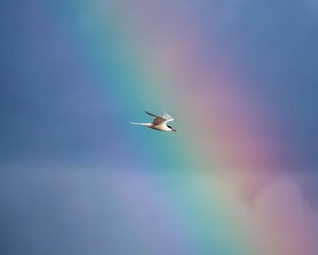 Graceful Common Tern in flight over Bull Island, Dublin. Feeds on small fish, 스톡 사진
