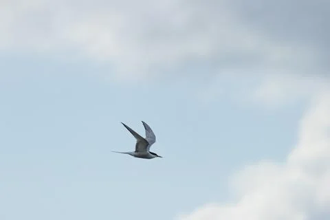 Graceful Common Tern in flight over Bull Island, Dublin. Feeds on small fish, Stock Photos