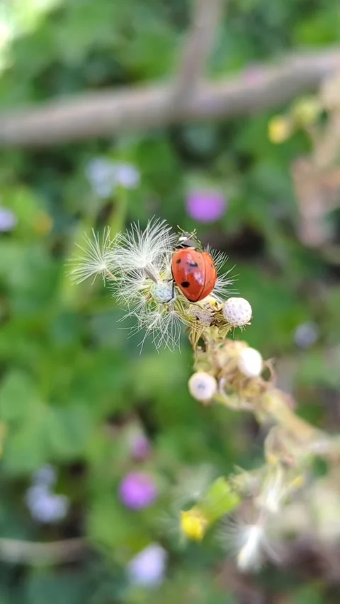 Graceful Dance of a Ladybug on a Dandelion Video stock 252160779