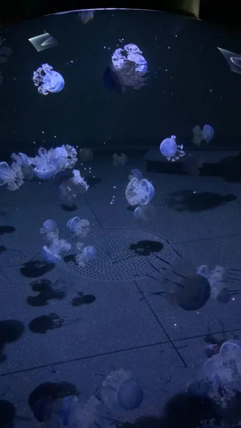 Graceful Dance: Mesmerizing Jellyfish Movement Video stock 264774262