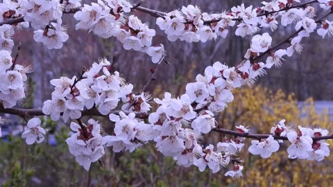 Graceful Dance of White Blossoms Amidst Golden Forsythia Stock Footage 307918358