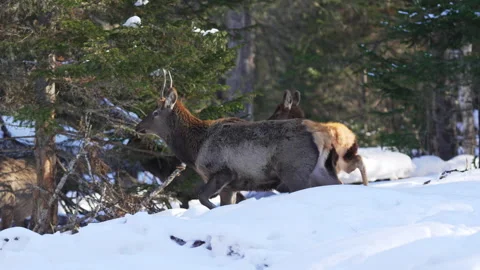 Graceful deer herd wanders through deep sparkling snow Stock Footage 322040429