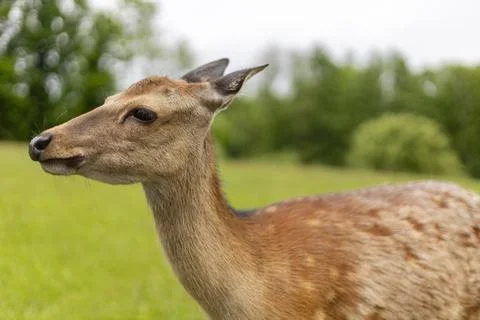 A graceful deer stands close to the camera, showcasing its sleek coat and del Stock Photos