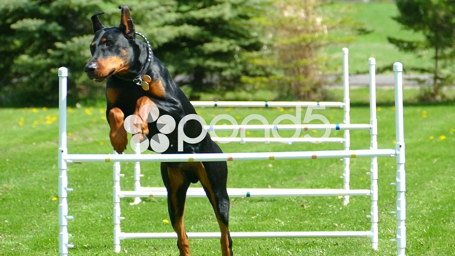 Dog Agility Images – Browse 49,443 Stock Photos, Vectors, and Video | Adobe  Stock