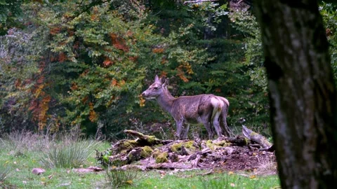 Graceful Doe Close-Up in Forest – 4K Wildlife Video Stock Footage 320111735