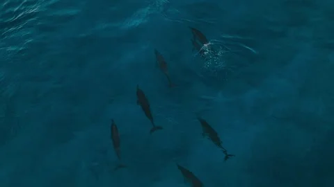 Graceful dolphin group moves harmoniously beneath shimmering blue waters Stock Footage 321987255