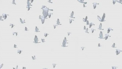 Graceful Dove Flying on Alpha Stock Footage 308636592