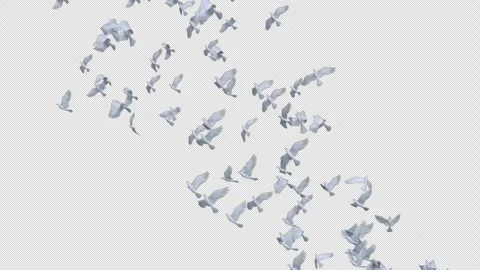 Graceful Dove Flying on Alpha Stock Footage 309200972