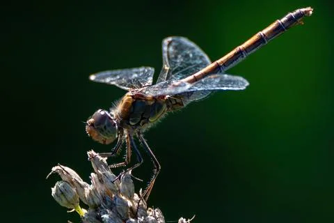 Graceful Dragonfly in Flight Фото