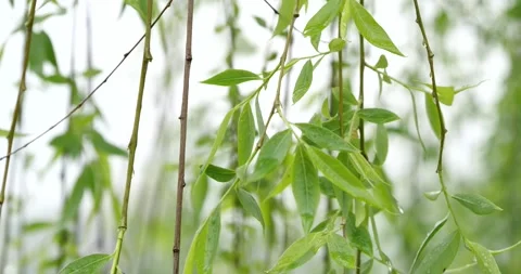 Graceful Drooping Willow in Full Spring Leaf in a Scenic Outdoor Setting Stock Footage 341873626
