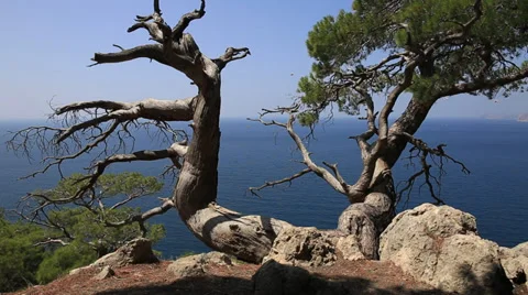Graceful dry tree on the top of the mountain Stock Footage 31142937