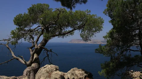 Graceful dry tree on the top of the mountain (pan) Stock Footage 31143057