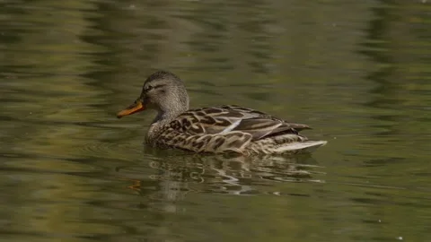 A Graceful Duck is Floating Beautifully in the Tranquil Waters of a Pond During Stock Footage 313284350