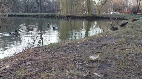 Graceful Ducks: Gliding on Water's Surface Video stock 304984082