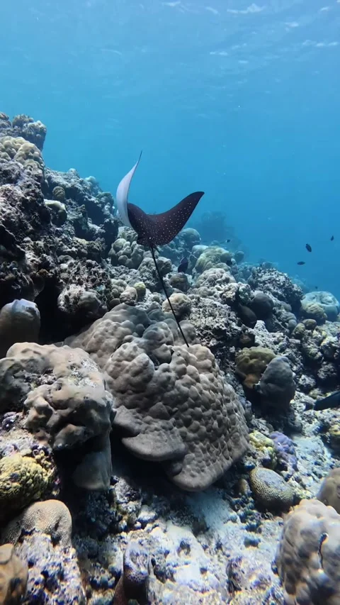 Graceful Eagle Ray Swimming Over Coral Reef | Underwater Wildlife Footage Stock Footage 309772694