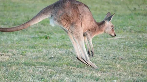 A graceful eastern grey kangaroo hops and then settles down to graze on gre.. 스톡 동영상 333488653