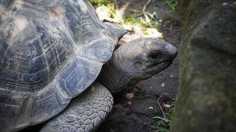 The Graceful Elder: A Close-Up of a Distinguished Old Turtle Stock Photos