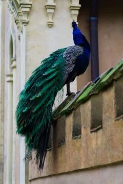 Graceful Elegance: The Peacock's Pose Foto stock