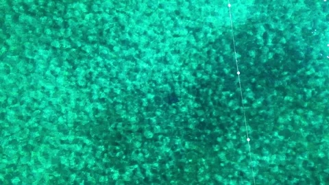 Graceful Elegance: A Top-Down Dance with a Majestic Stingray 스톡 동영상 261205434