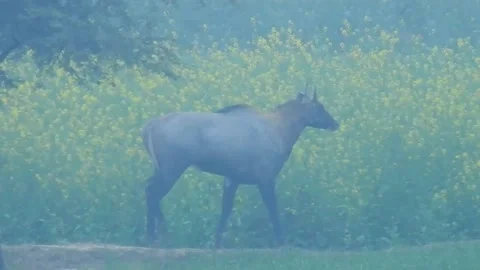  A Graceful Encounter of Nilgai in the Mustard Fields Stock Footage 148011475