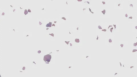 Graceful Falling Cherry Blossom Alpha Loop Stock Footage 312717518