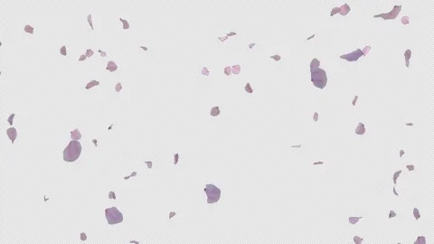 Graceful Falling Cherry Blossom Alpha Clip Stock Footage 312717566