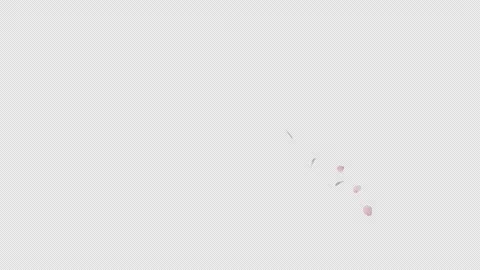 Graceful Falling Cherry Blossom Alpha Clip Stock Footage 321519496