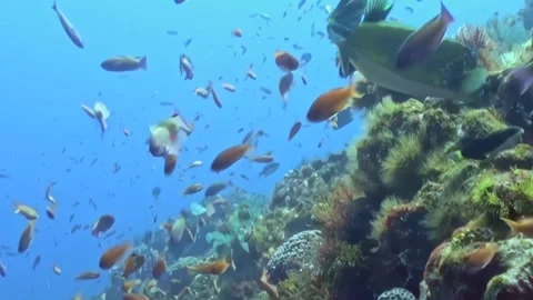 Graceful Fish Ballet Around a Blossoming Coral Garden in Daylight Stock Footage 334790432