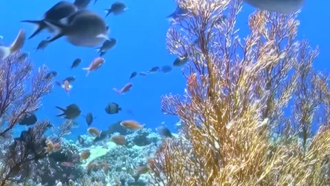 Graceful Fish Dance Through a Luminous Coral Garden at Ocean Depths Stock Footage 334791135