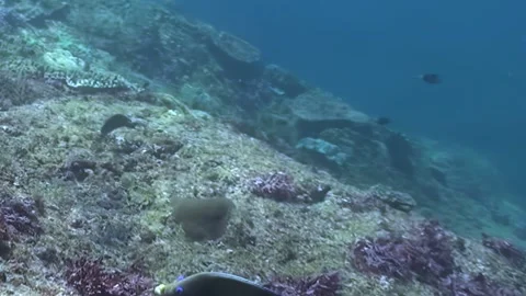 Graceful Fish Explore an Abundant Coral Garden in Azure Ocean Depths Video stock 332200780