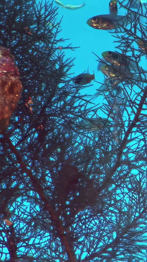 Graceful Fish Glide Through Sunlit Sea Fan Branches Stock Footage 337500144