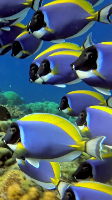 Graceful Fish in Slow Motion Underwater Stock Footage 320386989
