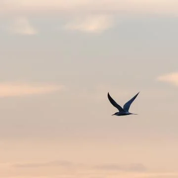 Graceful flight, Common Tern by a colored sky Stock Photos