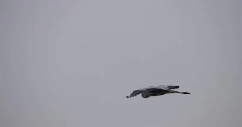 Graceful Flight of a Heron in the Mist Stock Footage 305701818