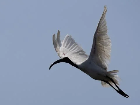 Graceful Flight of an Ibis Stock Photos