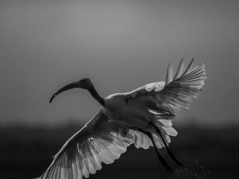 Graceful Flight of an Ibis Stock Photos